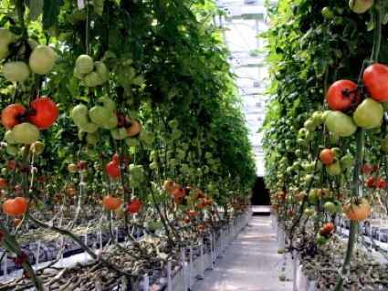 A greenhouse farming