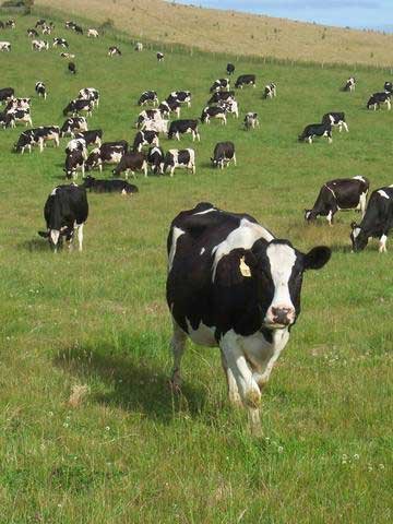 Dairy-Cattle