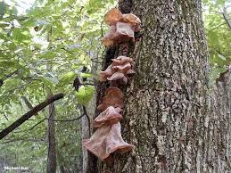 Mushroom Kambvja