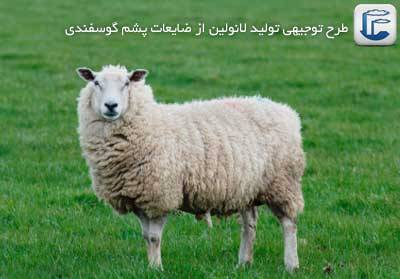 sheep-Lanolin-1