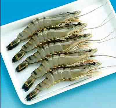 Shrimp Package
