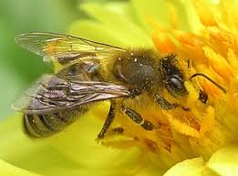 Bumblebee plan