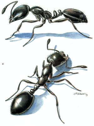 Ant colony optimization algorithms Paper