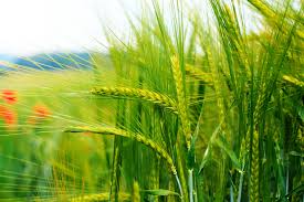 Article diseases of wheat