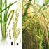 مقاله اکولوژی برنج