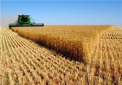 Original production of wheat in Iran