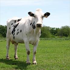 Test project results in dairy cows