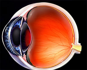 Article diseases, ocular trauma