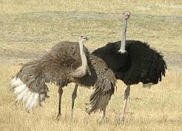 Ostrich farming
