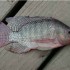 تحقیق ماهی تیلاپیا