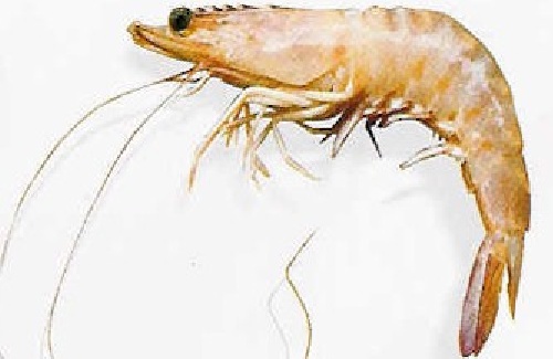 Research education and shrimp production