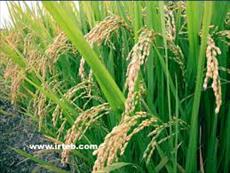 Rice Botanical Research