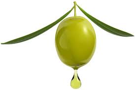 Olive fertility research