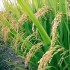 مقاله گره بندی در برنج (همزیستی بیولوژیکی برنج و باکتری)