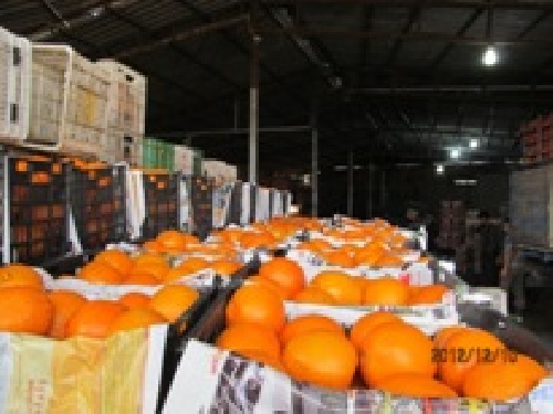 Barriers to export citrus and provide ways to increase exports