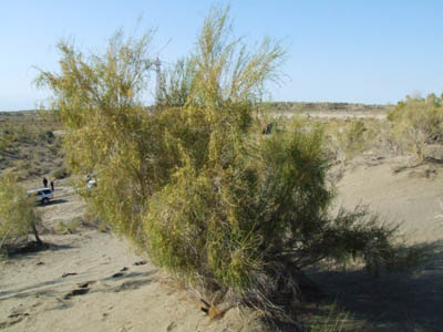 Article importance of trees in desert