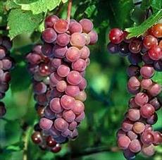 Identification of local varieties of grapes using Mplvgrafy and Mplvmtry