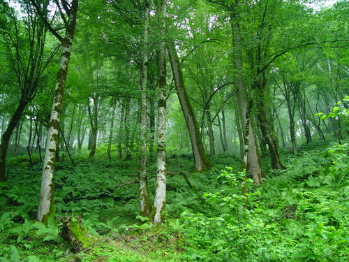 Article forest