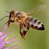 تحقیق زنبور عسل