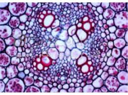 Histological Research of plants