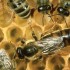 تحقیق زنبور ملکه – کارگر- زنبور نر
