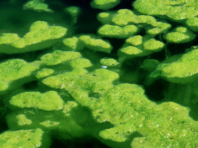 Research of algae
