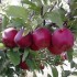 طرح احداث باغ سیب ۲۰ هکتار به صورت آبیاری قطره ای