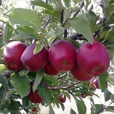 20 hectares for the construction of an apple orchard drip irrigation