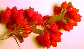 Barberry Paper