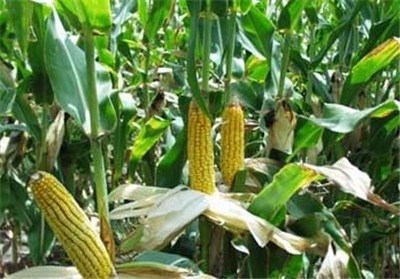 Agriculture and corn paper
