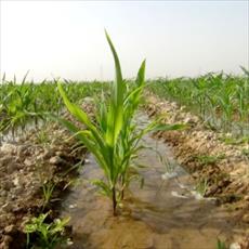Effects of salinity on stomatal response and solute accumulation of maize genotypes