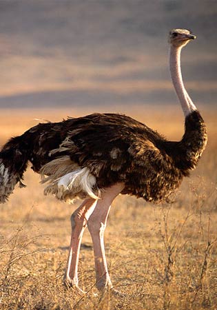 Ostrich Project Finance (Accounting)