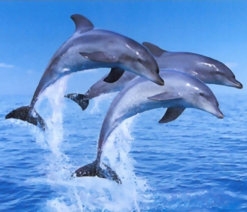 دلفین ها چگونه تنفس می کنند؟