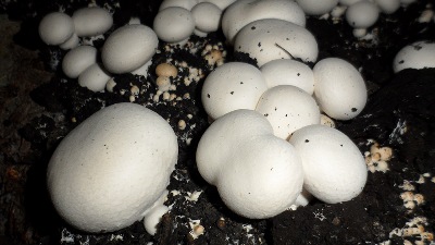 مقاله پرورش قارچ های خوراکی