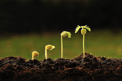 مقاله رشد و نمو گیاهان