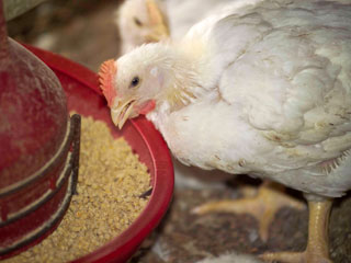 دانلود مقاله پرورش مرغ گوشتی