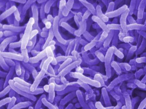 دانلود مقاله جزایر بیماریزایی در باکتری های بیماریزا