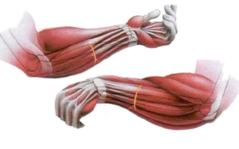 مقاله ارزیابی فشارهای استاندارد فیزیکی ماهیچه های عضله خم کننده بازو توسط نیروسنج مخصوص ورزش کوهنوردی 