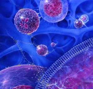 دانلود مقاله سلول بنیادی چیست