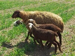 پاورپوینت اقتصاد گوسفند داری ۲۵ اسلاید