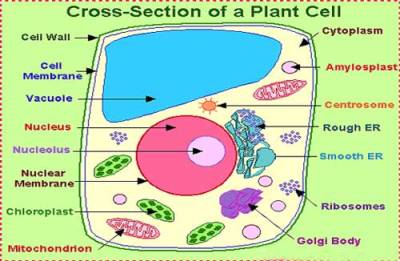 تحقیق ساختار سلول گیاهی