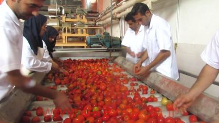 پاورپوینت فرایند تولید رب گوجه فرنگی ۲۶ اسلاید