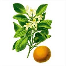 بررسی اثر غلظت های مختلف اکسین بر روی ریشه زایی قلمه های نیمه خشبی نارنج و نارنج سه برگ