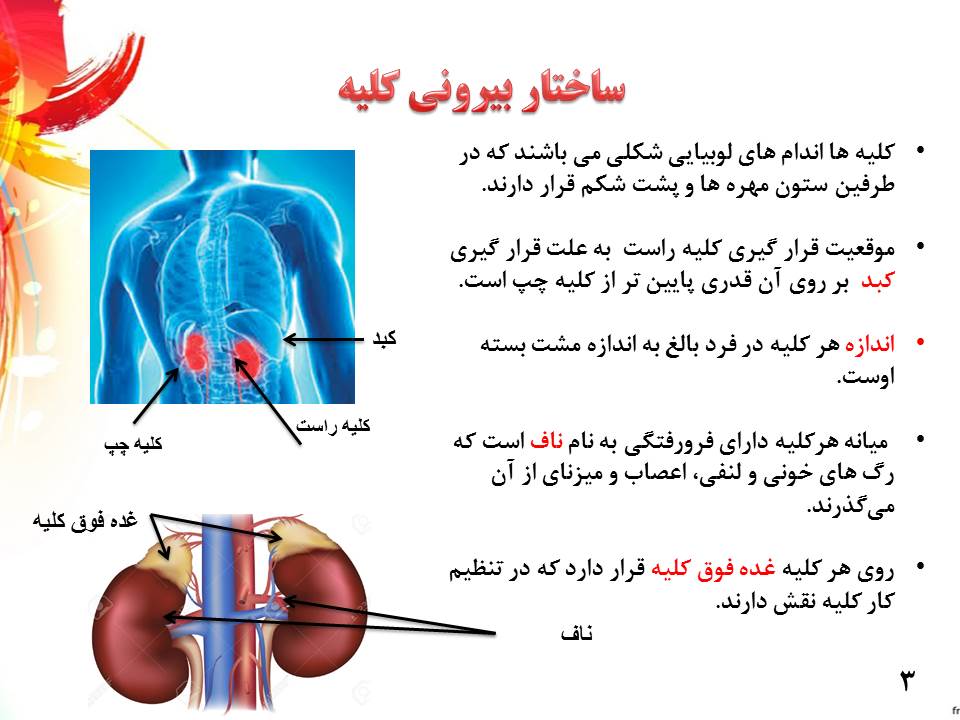 پاورپوینت هم ایستایی و کلیه ها زیست شناسی دهم